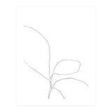 Three Leaf Seedling (Print Only) thumbnail