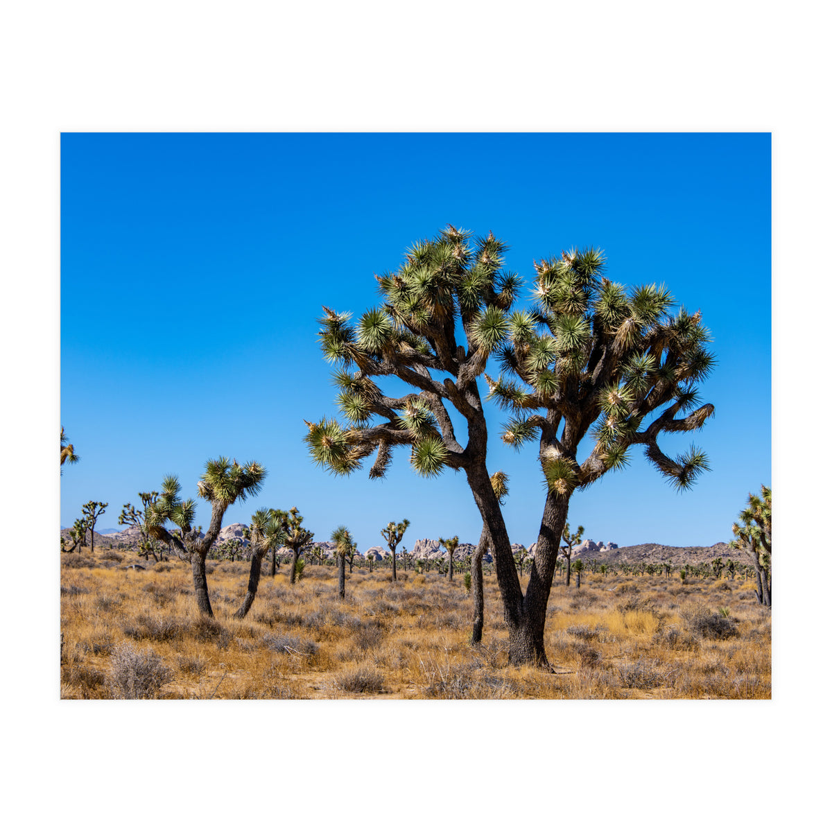 Joshua Trees (Print Only)