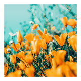 Nyla (Print Only) thumbnail