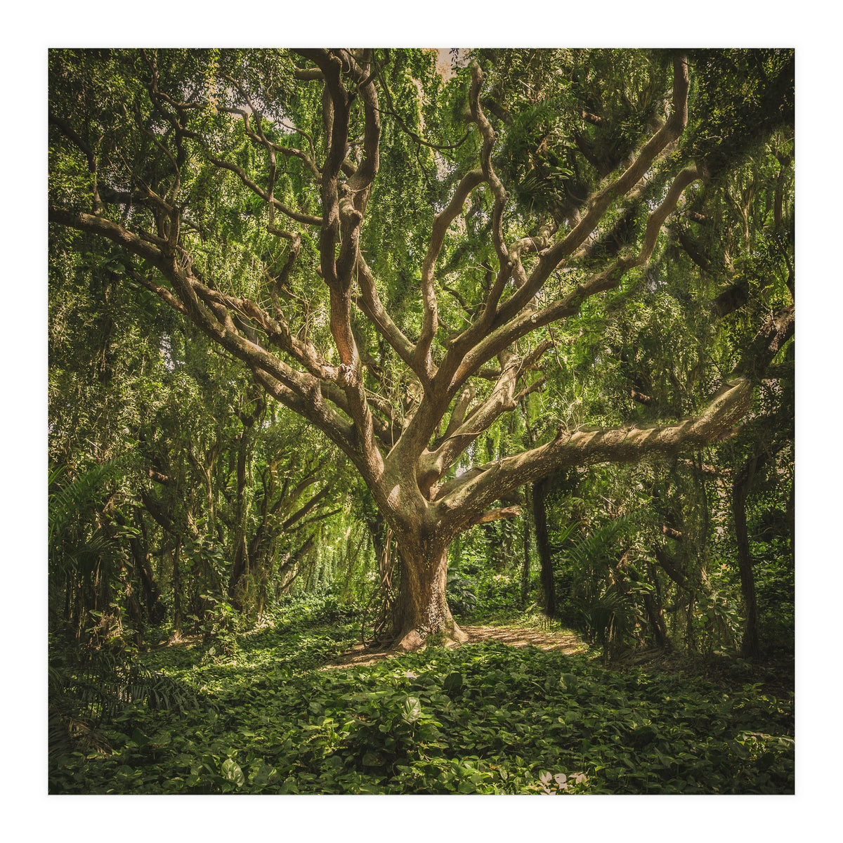 Spirits inside the wood (Print Only)