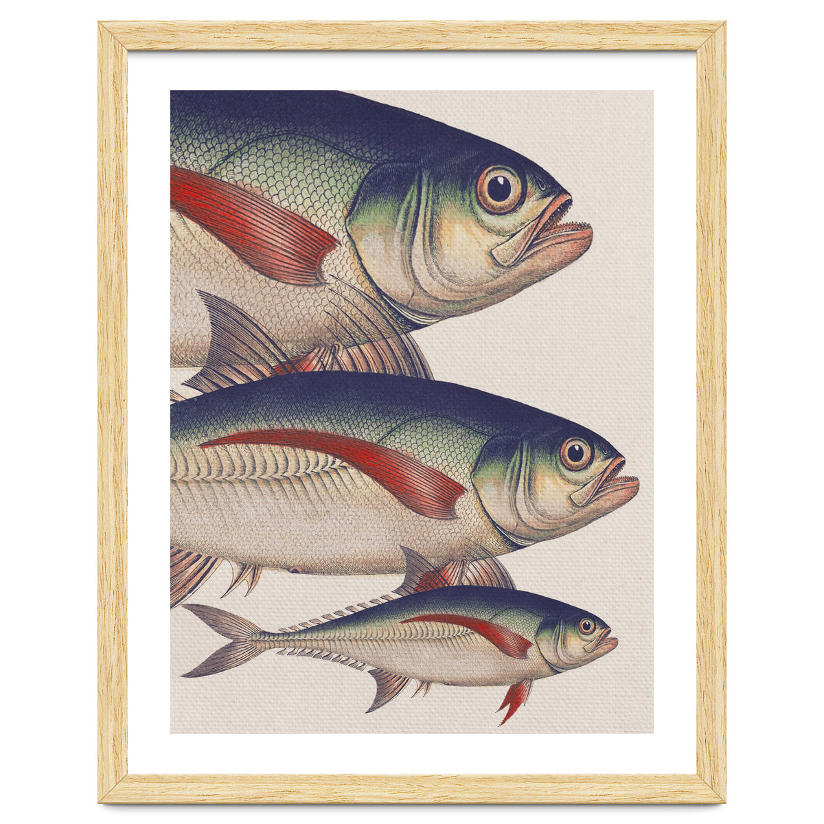 Fish Classic Designs 5