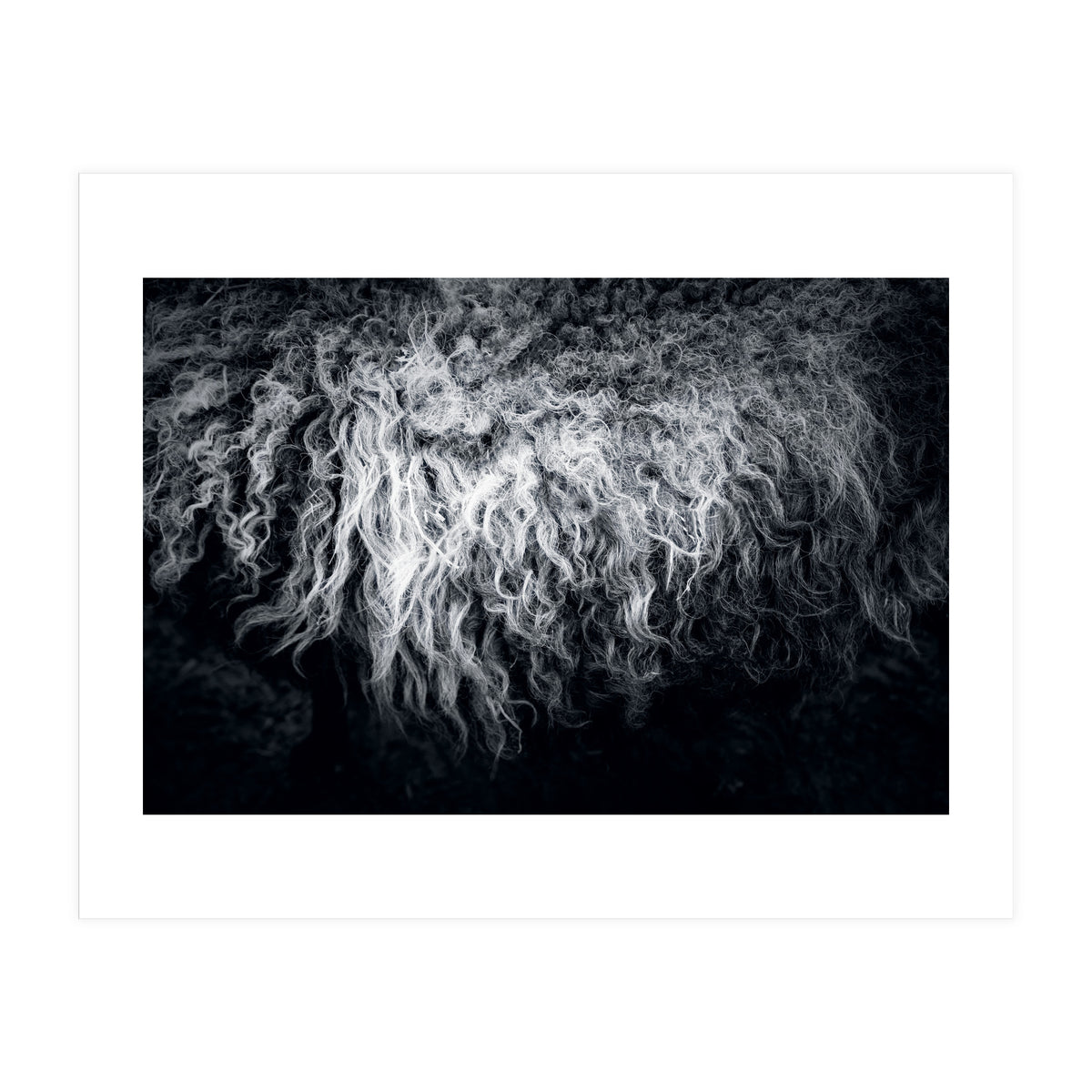 the sheep (Print Only)