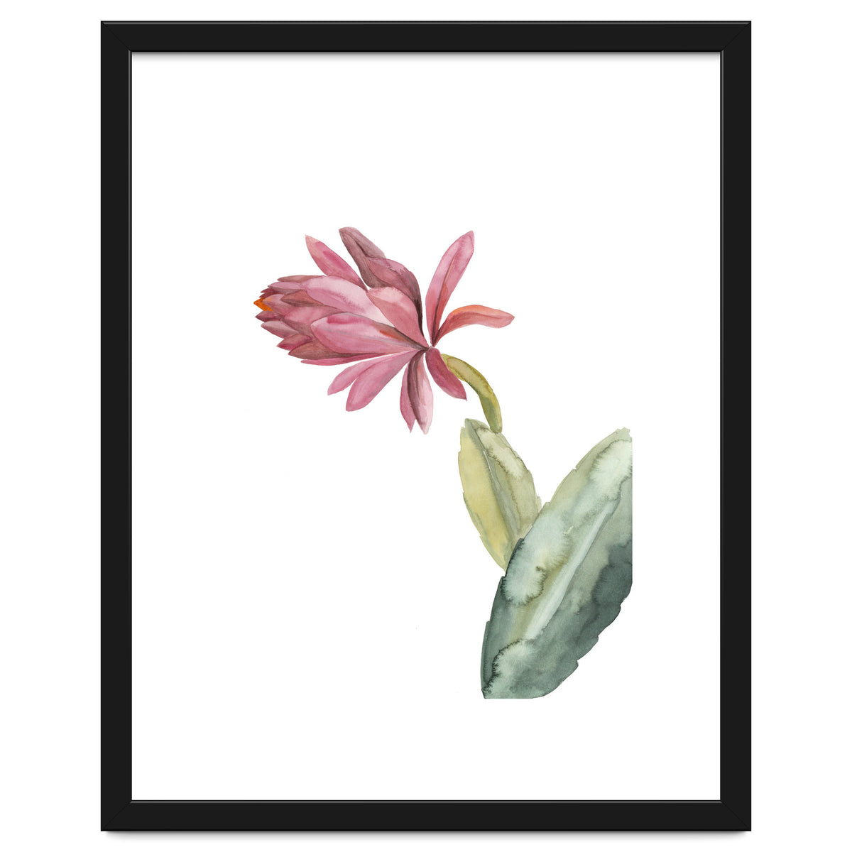 Botanical Illustration Pink Cactus Flower