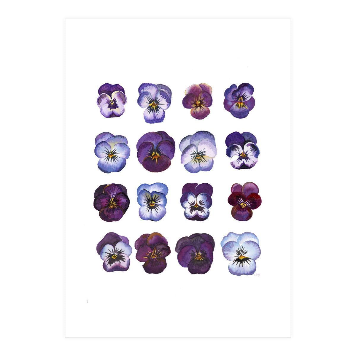 A Watercolour Study Of Violas (Print Only)