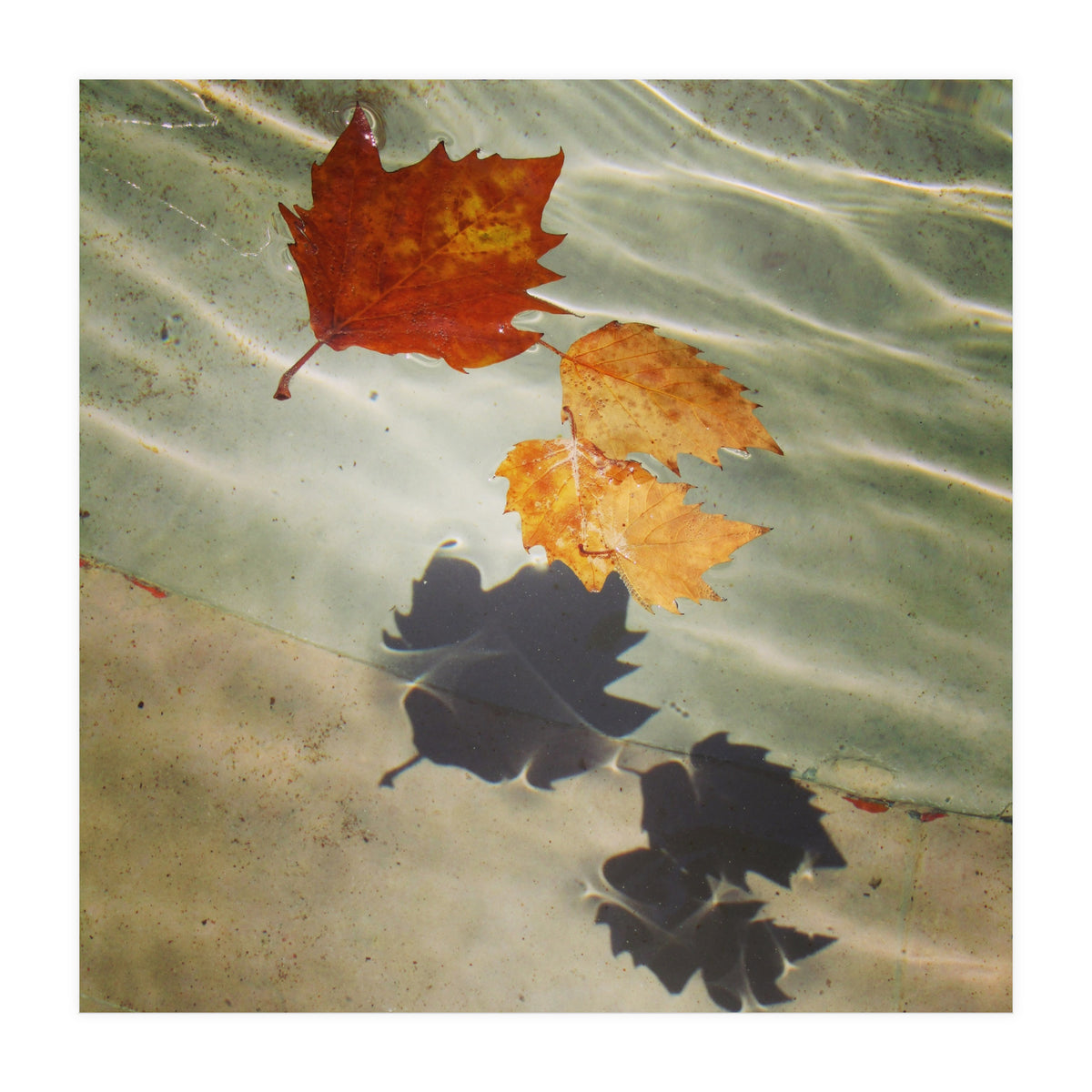 Floating leaves (Print Only)
