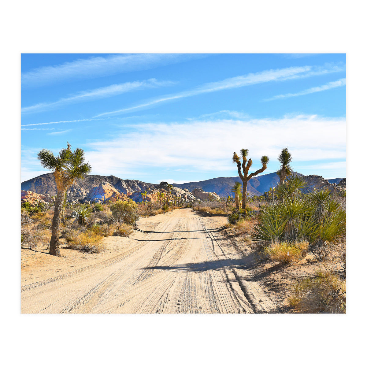 Joshua Tree II (Print Only)