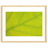 Autumn Leaf thumbnail