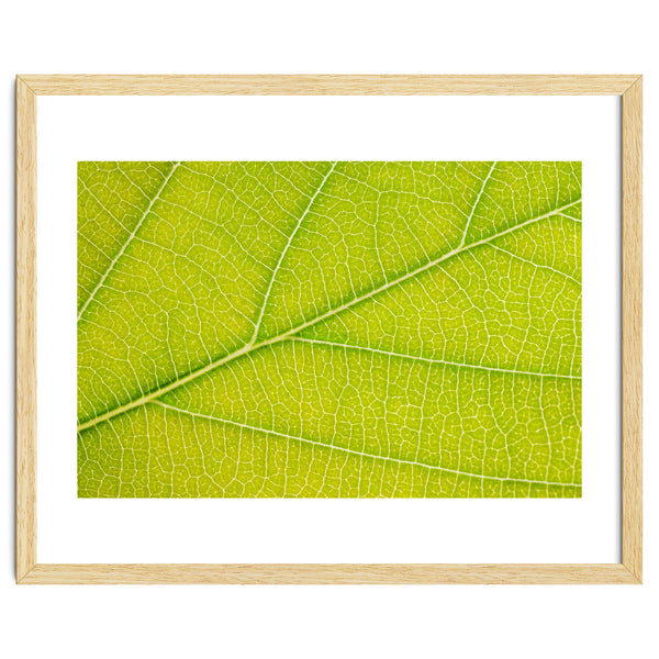 Autumn Leaf