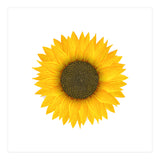 Watercolor Sunflower (Print Only) thumbnail