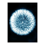 Taraxacum Officinale (Print Only) thumbnail