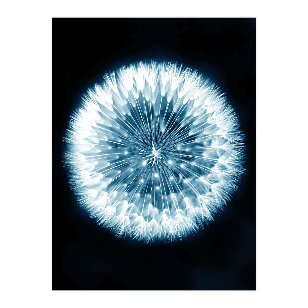 Taraxacum Officinale (Print Only)