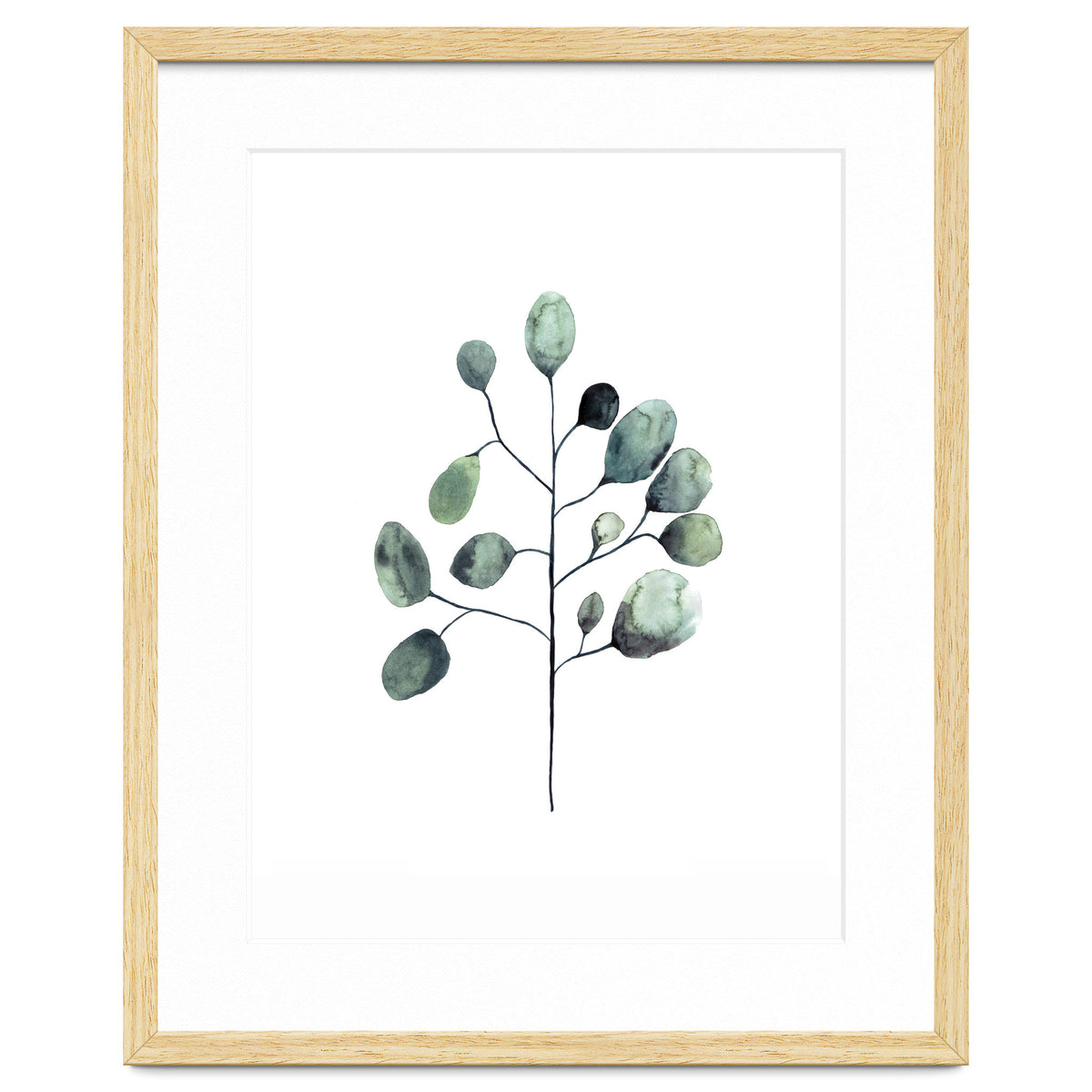 Botanical Illustration Eukalyptus
