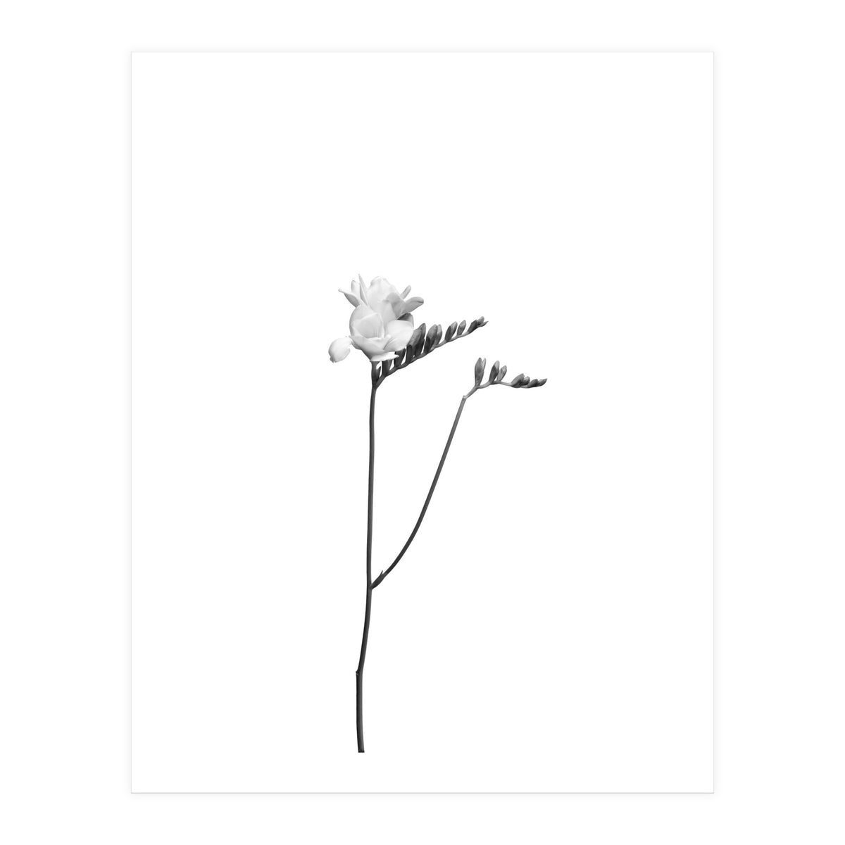 Freesia | bright design (Print Only)