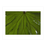 Hothouse (Print Only) thumbnail