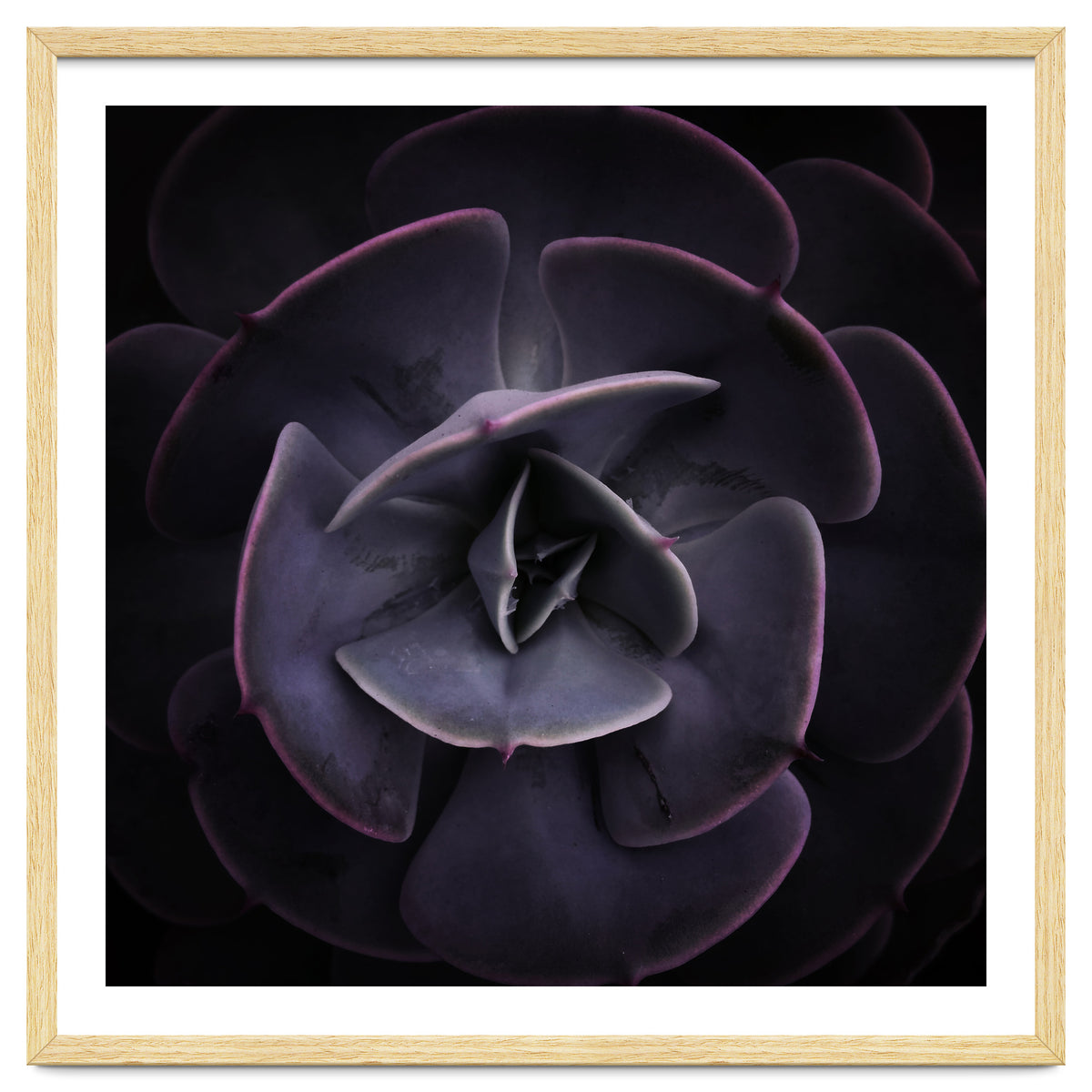 DARKSIDE OF SUCCULENTS VIII