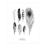 English Feather Variations (Print Only) thumbnail