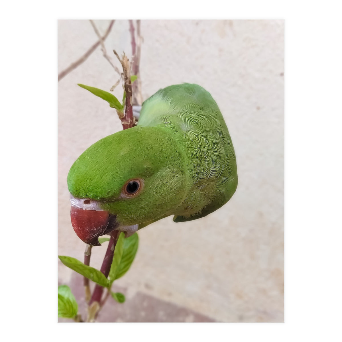 Cute Parrot (Print Only)