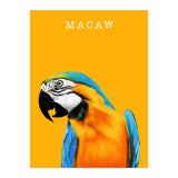 Macaw (Print Only) thumbnail