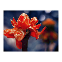 Red Flower (Print Only)