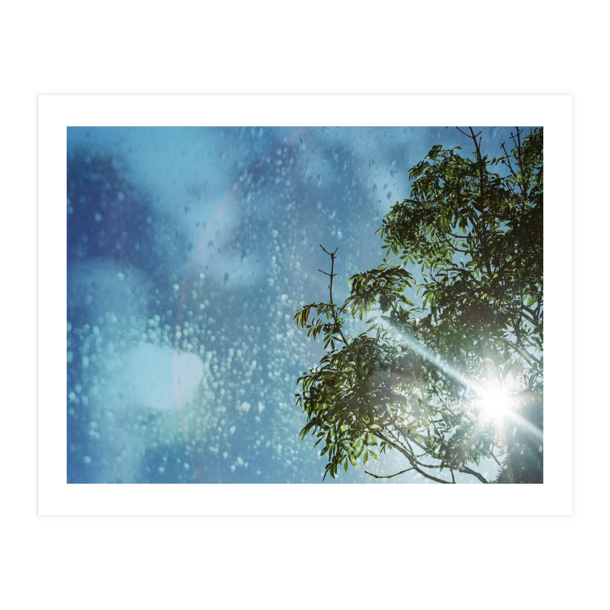 Sun Through Trees (Print Only)