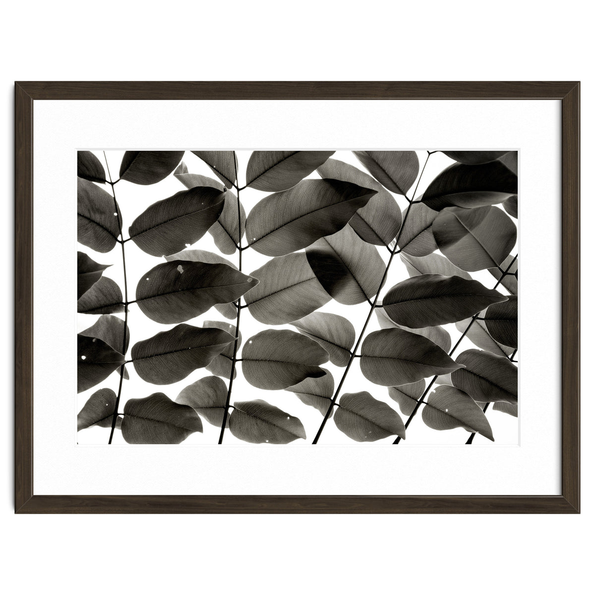 Branches and Leaves I