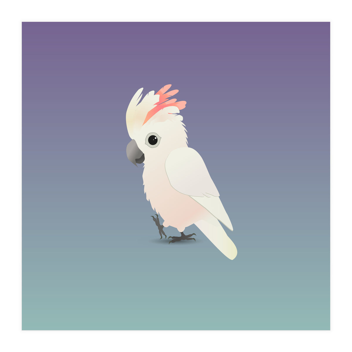 Salmon-crested cockatoo (Print Only)