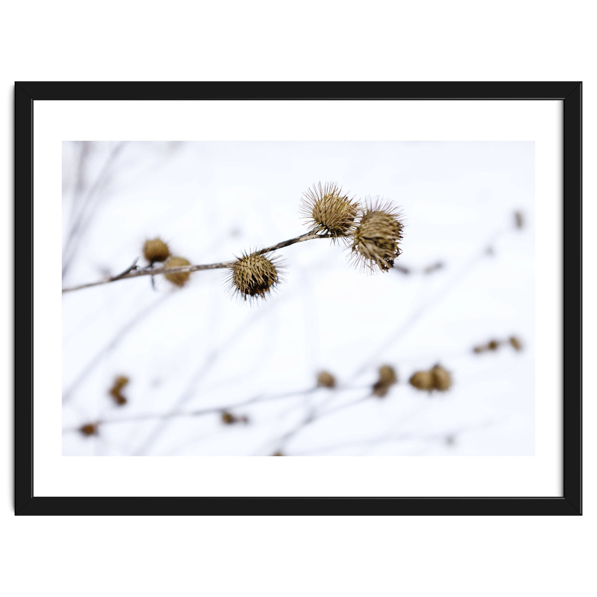 Winter Thistles