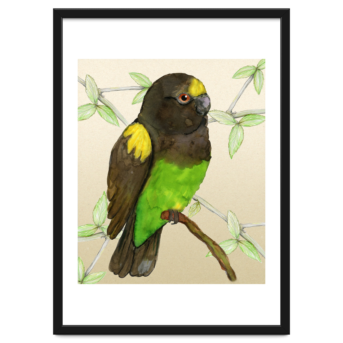 Meyer's parrot watercolor