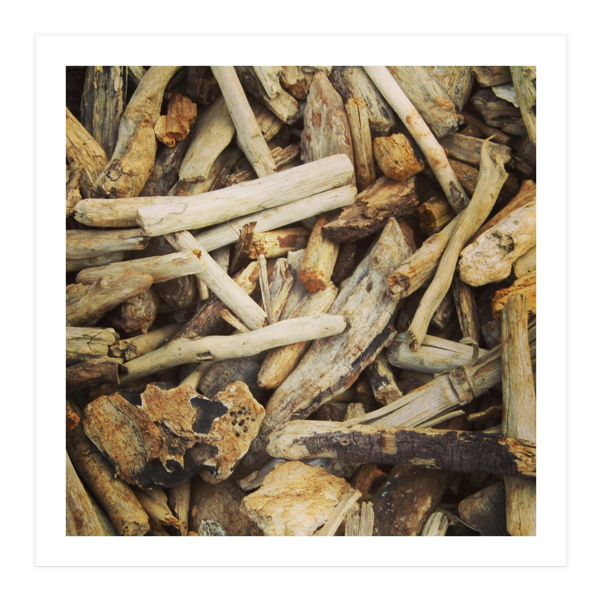 Driftwood (Print Only)