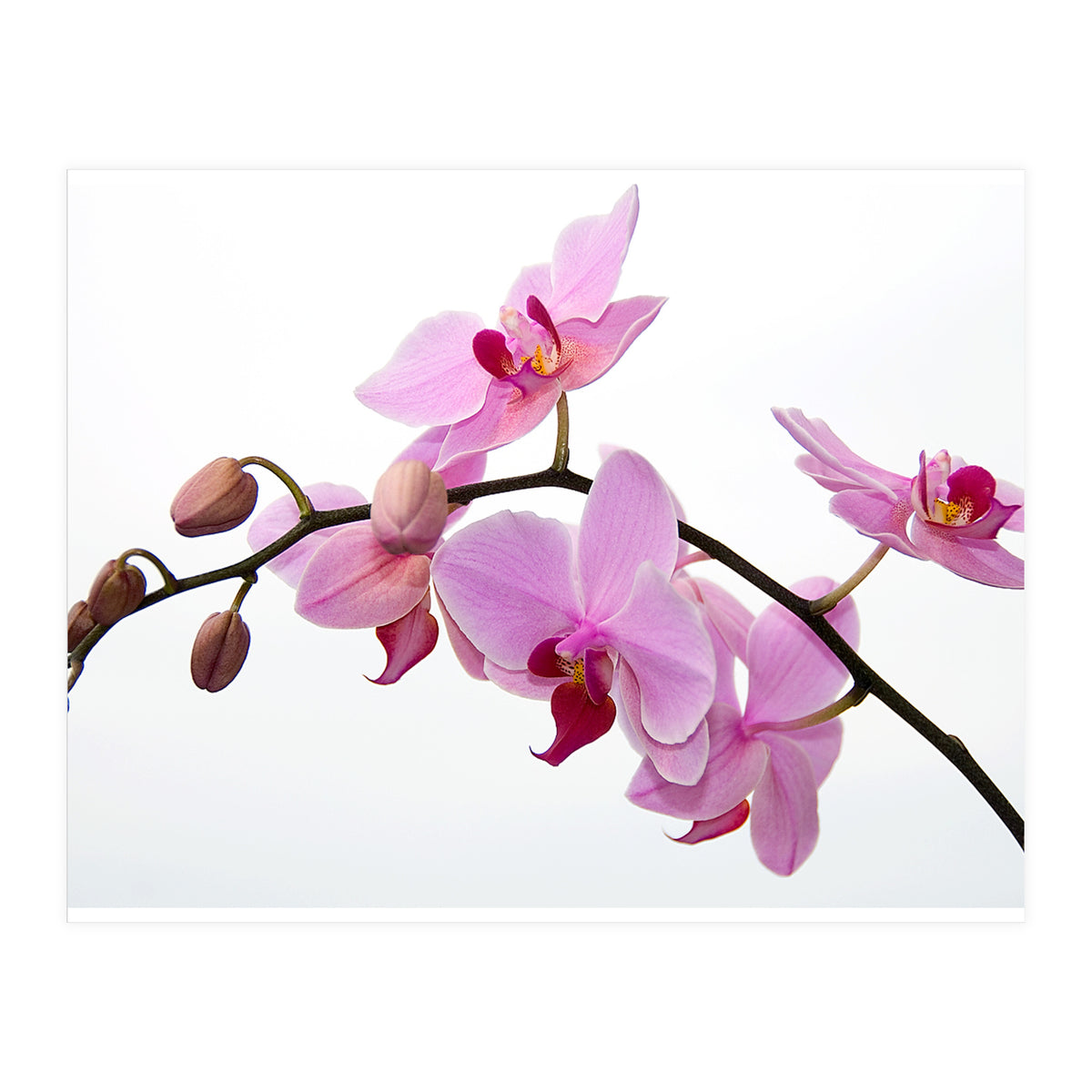Orchidee (Print Only)