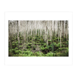 Forest After The Fire (Print Only) thumbnail