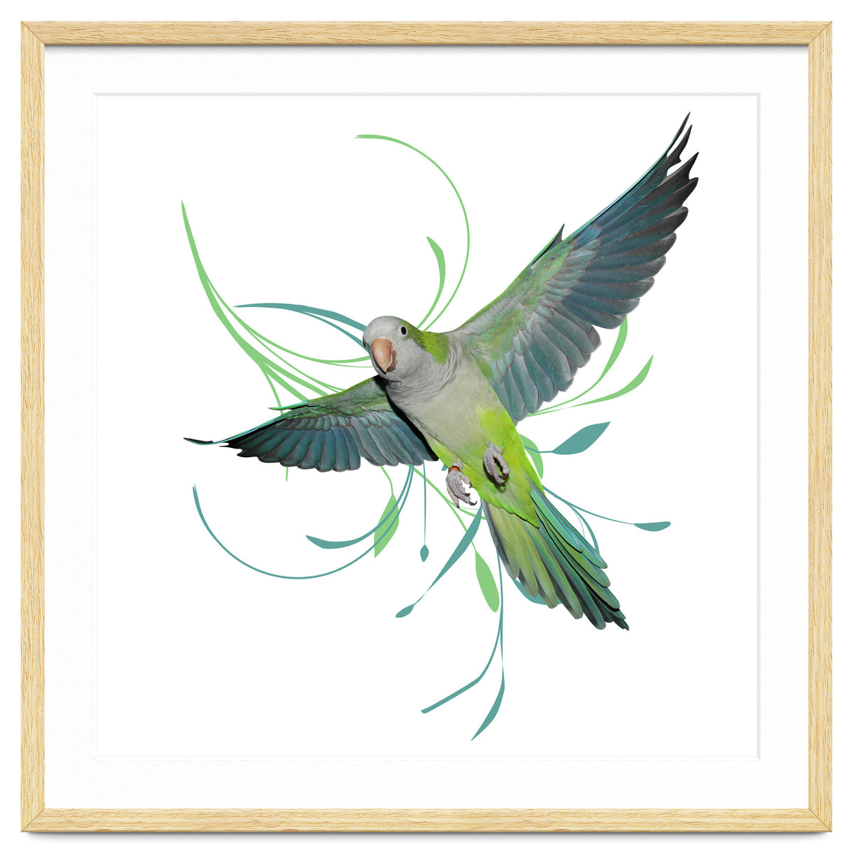 Flying quaker parrot