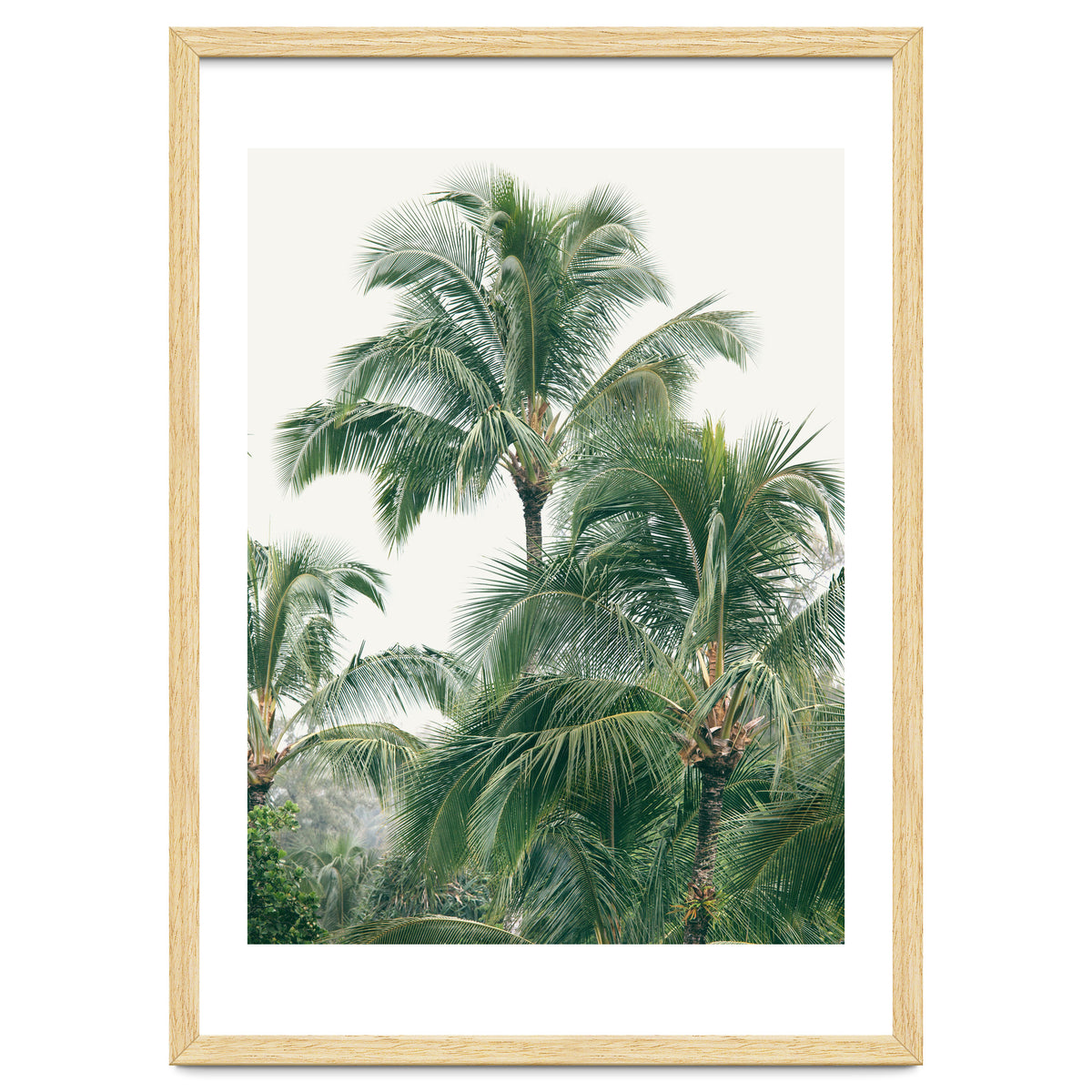 Lush Palm Trees