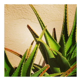 cacti and sunshine (Print Only) thumbnail