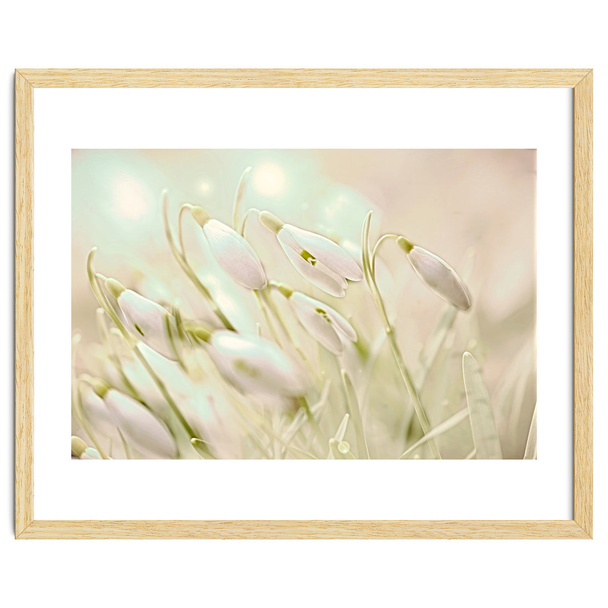 Enchanting Snowdrops