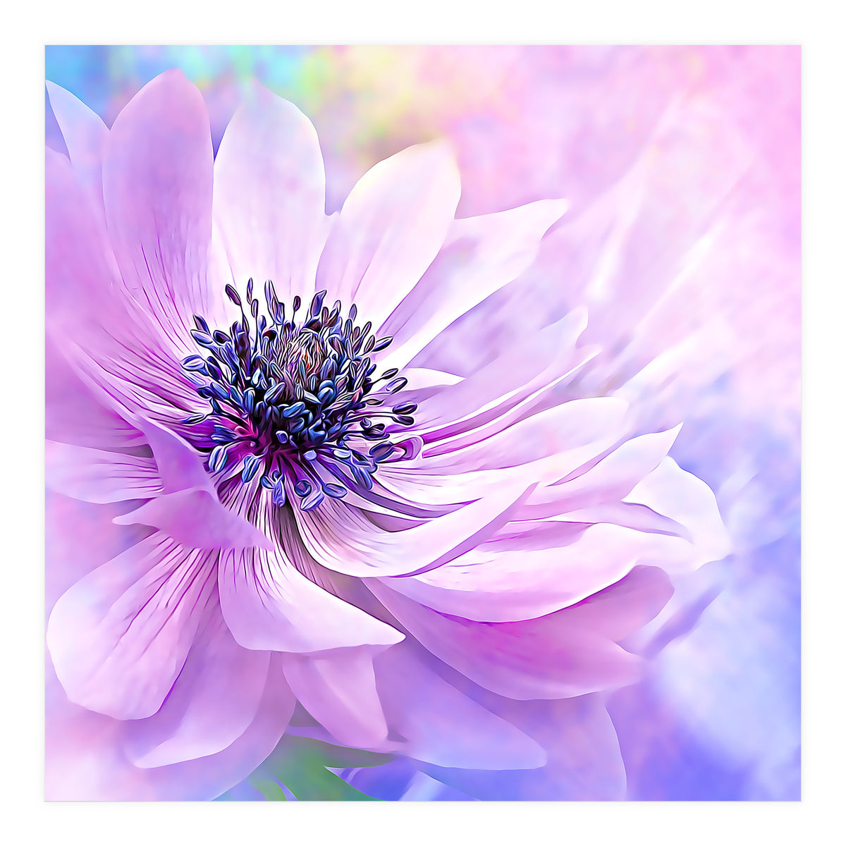 Wispy Purple Anemone (Print Only)