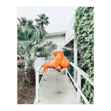 Flamingo Beach House (Print Only) thumbnail