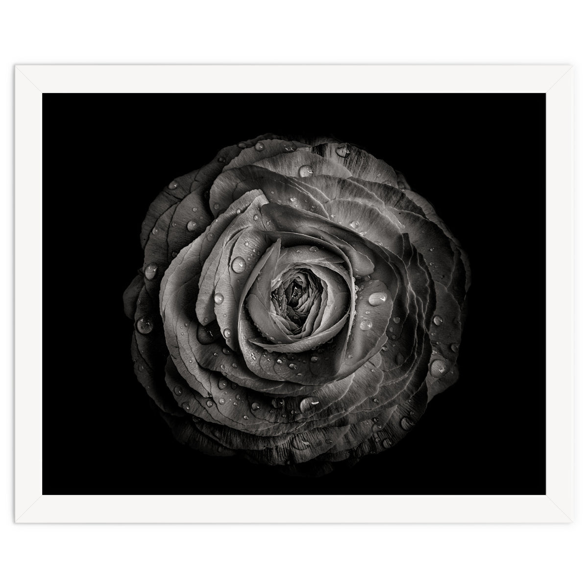 Backyard Flowers In Black And White 72