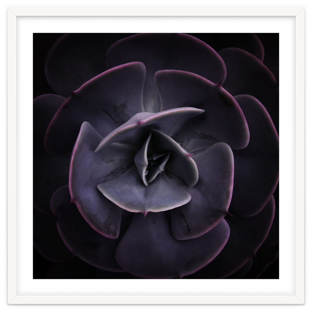 DARKSIDE OF SUCCULENTS VIII