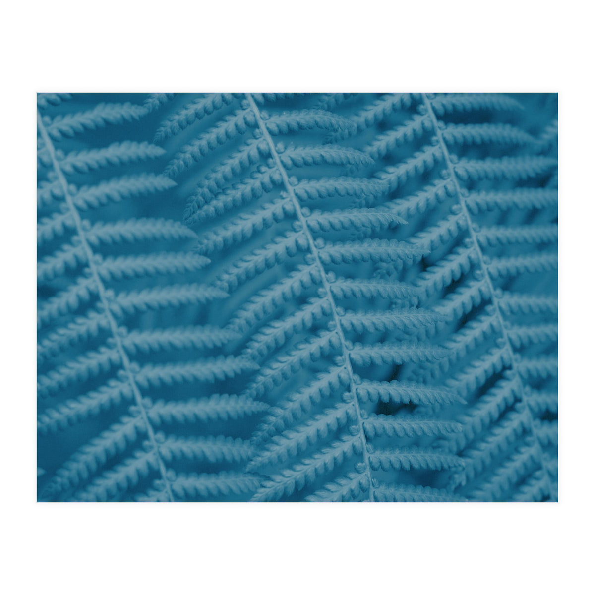 Pteridopsida 3 (Print Only)