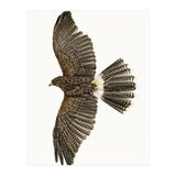 Cc Birds 09 (Print Only) thumbnail