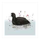 Common coot (Print Only) thumbnail