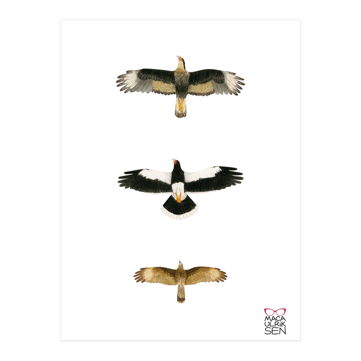 Falconidae n.2 (Print Only)