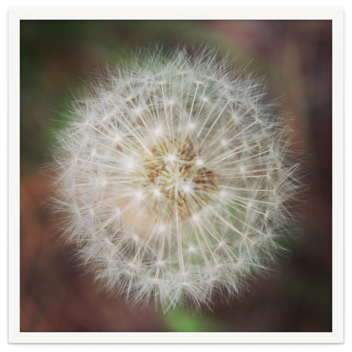 dandelion clock