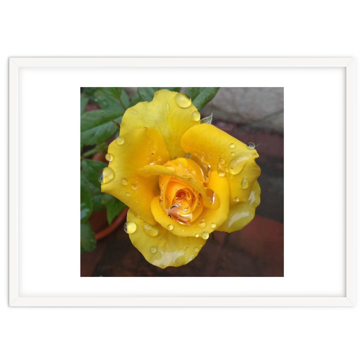 Yellow Rose with Dew Drops