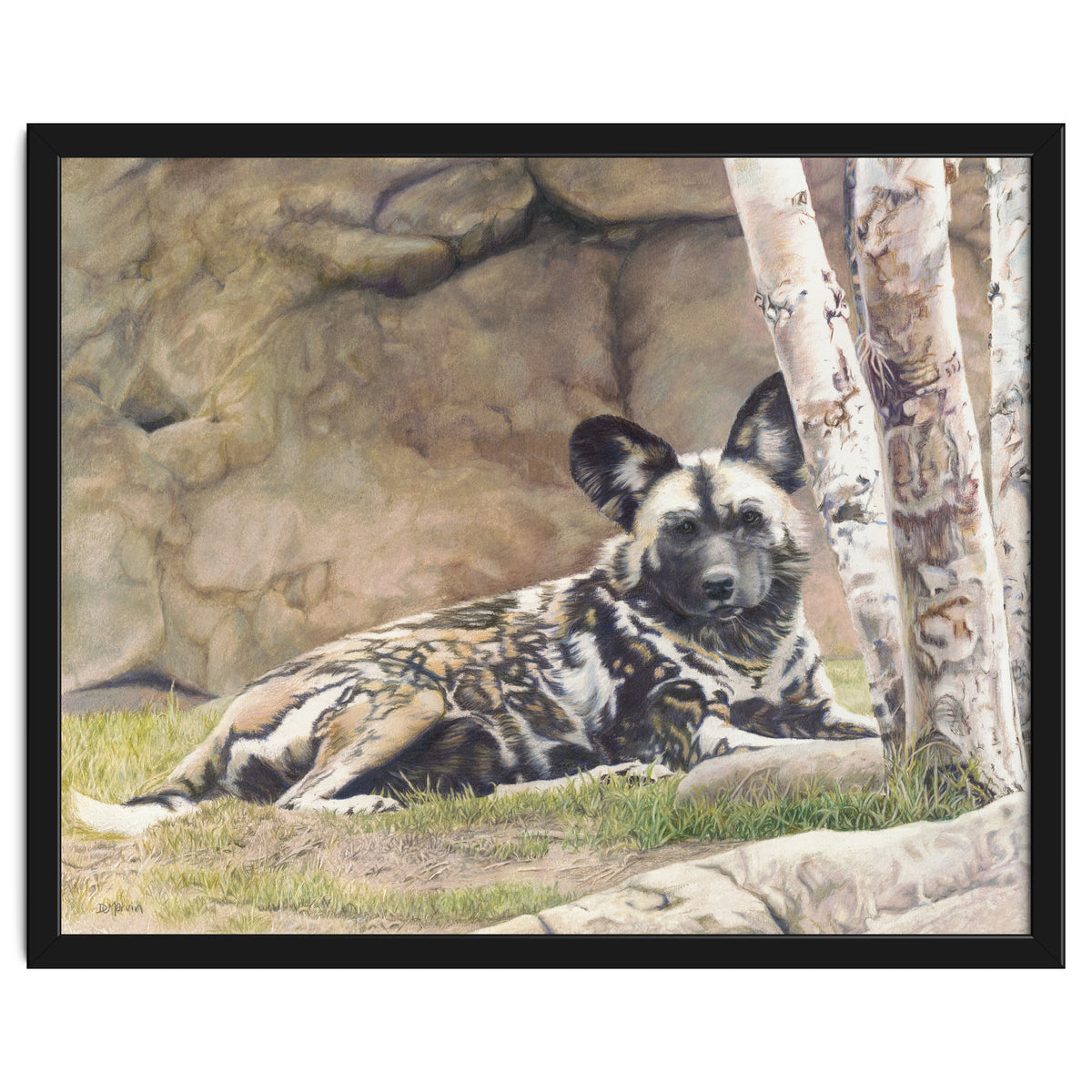 Afican Painted Dog IV - Imara