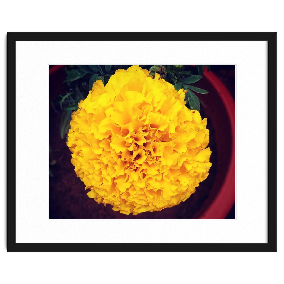 Yellow Chrysanthemum