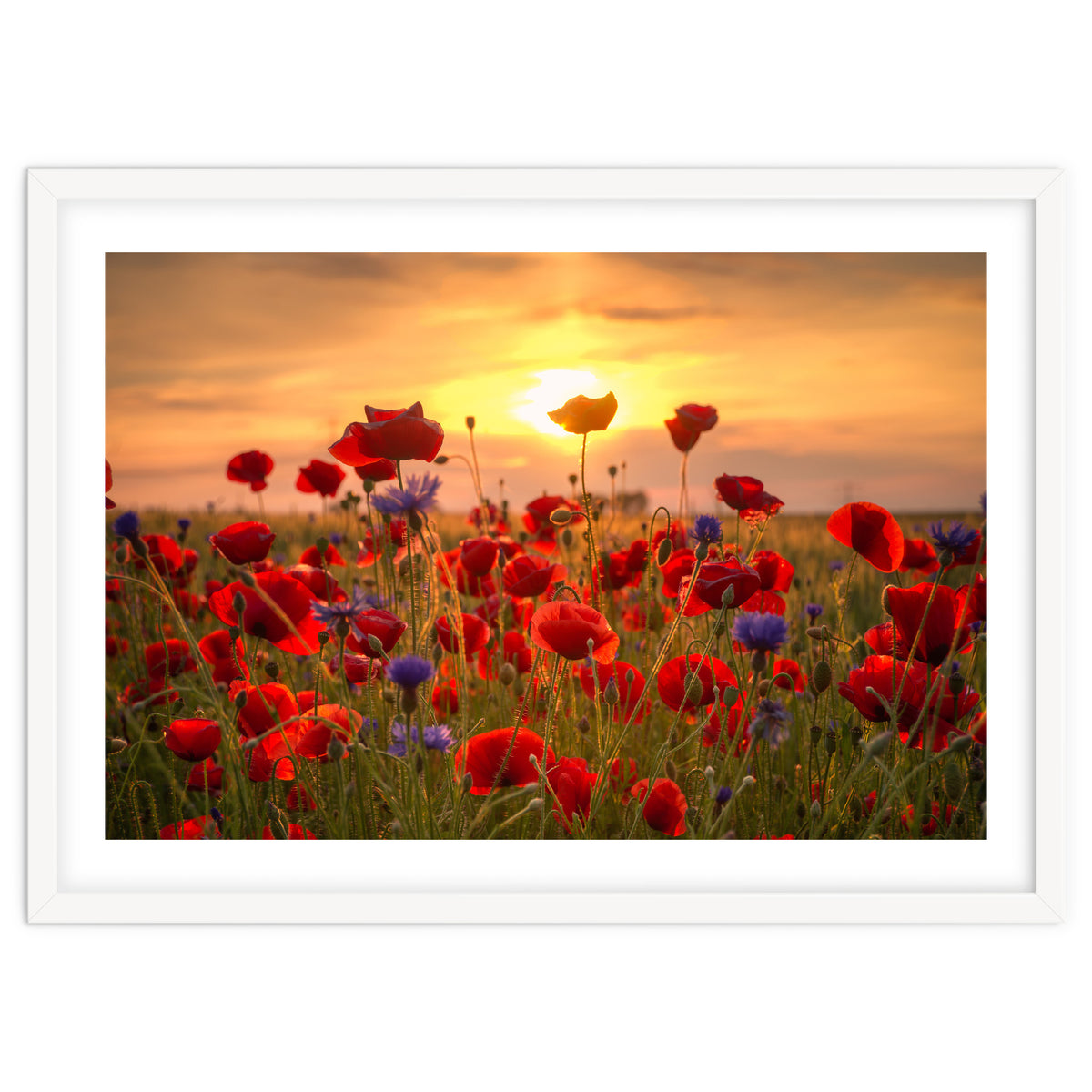 Poppies Sunset