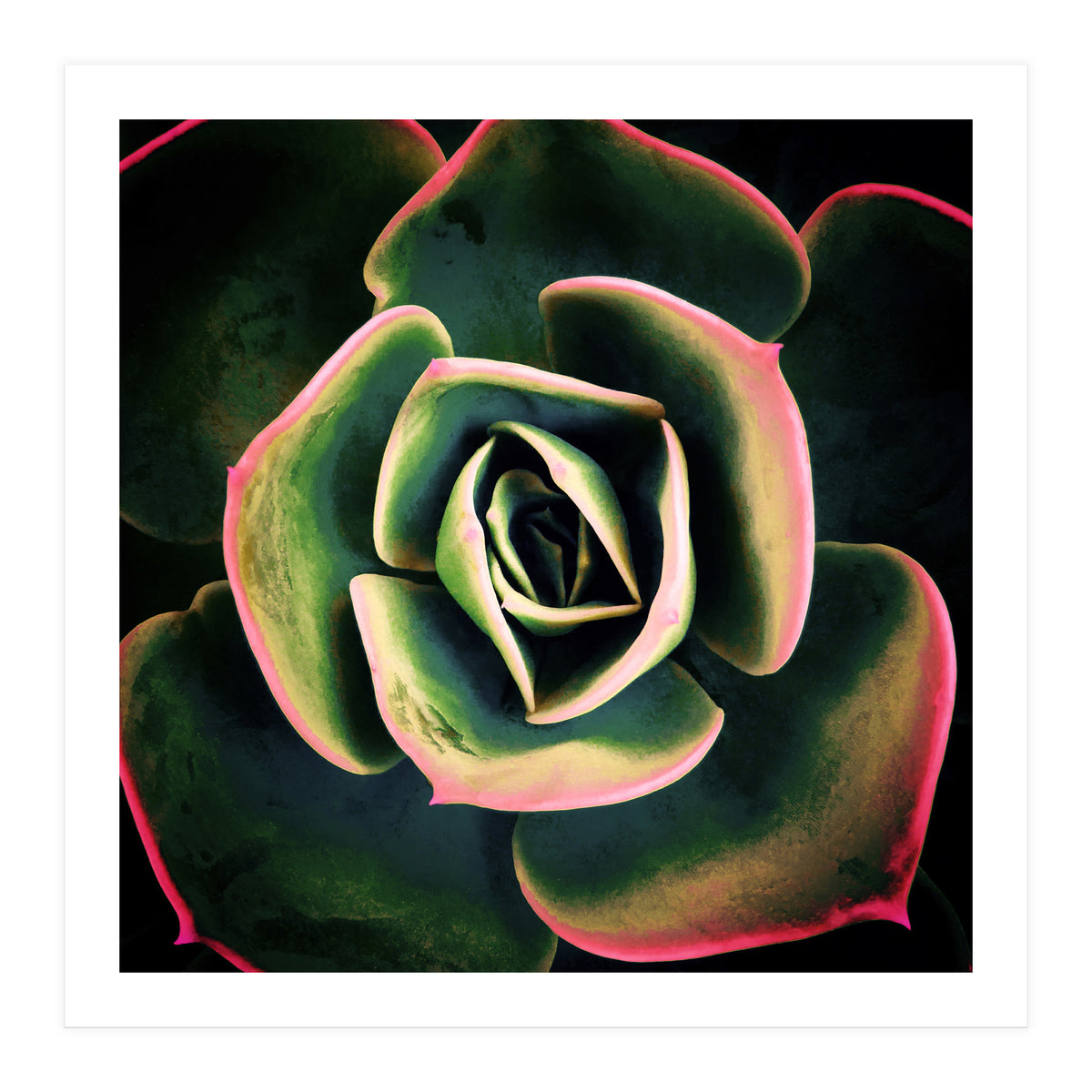 DARKSIDE OF SUCCULENTS XV (Print Only)