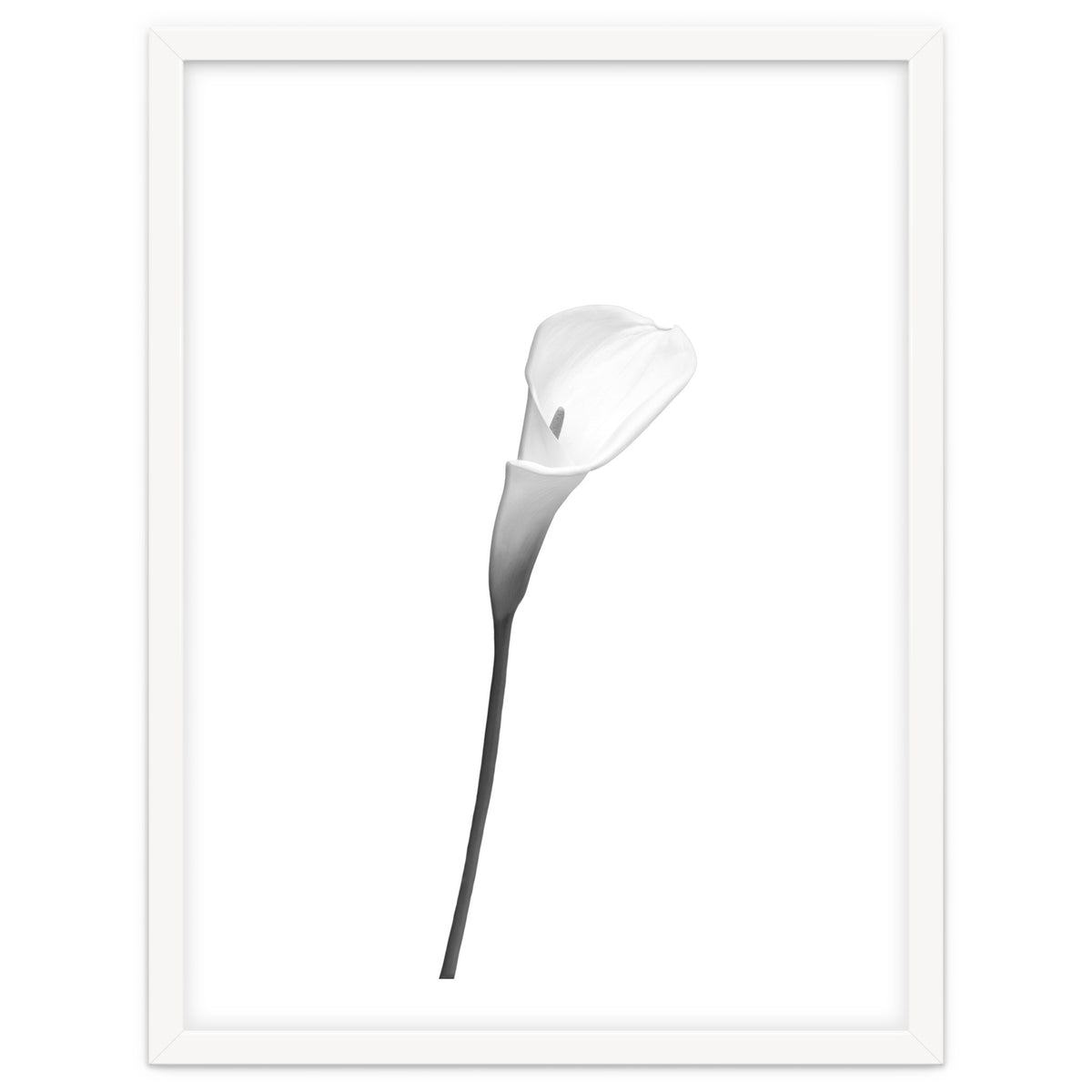 Calla | bright design